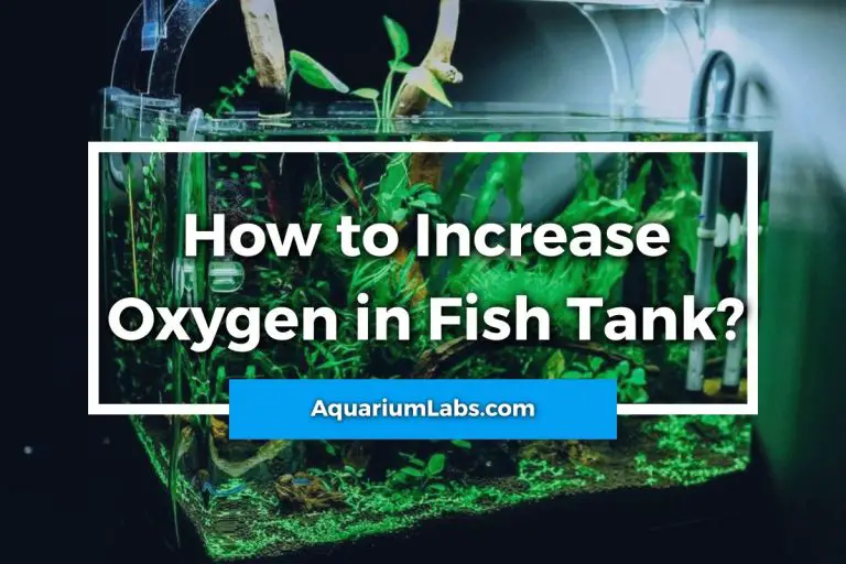 How To Increase Oxygen In Fish Tank Aquarium Labs