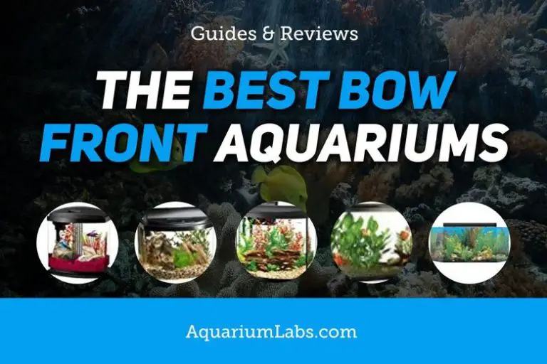 5 Best Bow Front Aquariums of 2023 Aquarium Labs