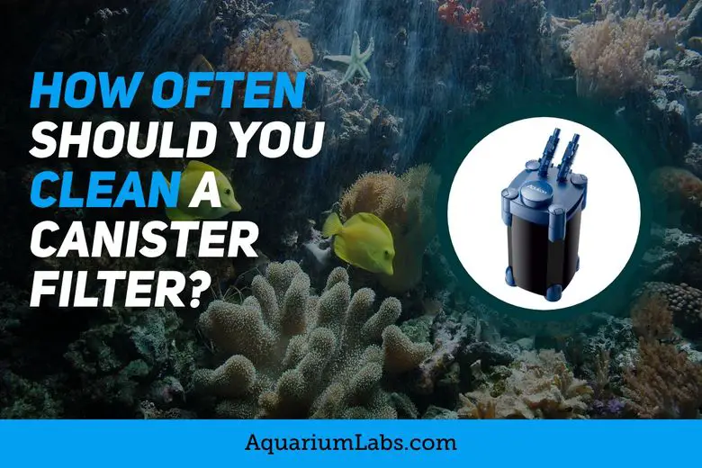 How Often to Clean Canister Filter
