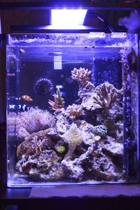 Nano Reef Tank with led lighting