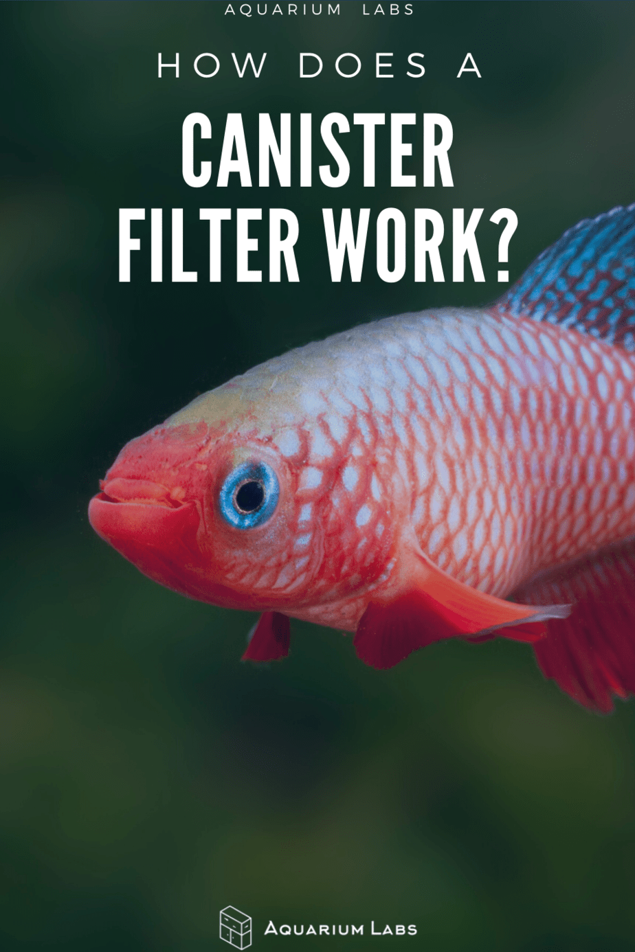 how a canister filter works