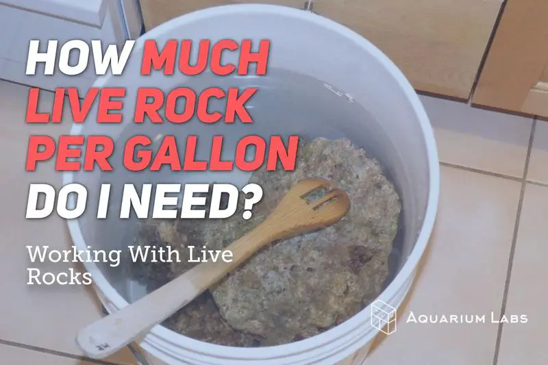 How Much Live Rock Per Gallon - Aquarium Labs
