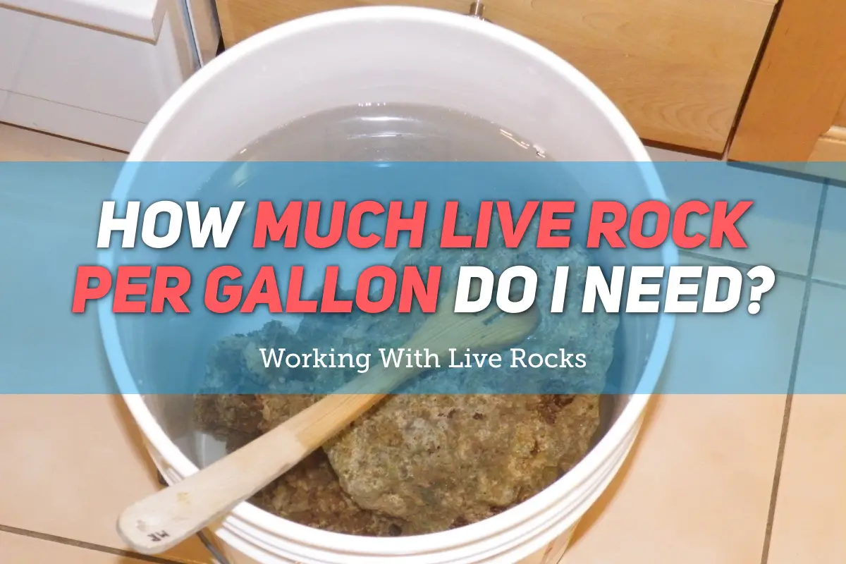 How Much Live Rock Per Gallon - Featured Image