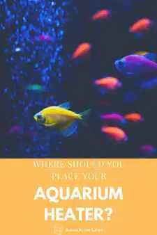 Where Should You Place Your Aquarium Heater