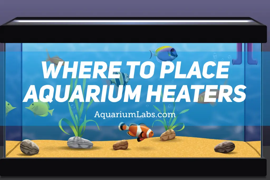 Where to Place Aquarium Heaters