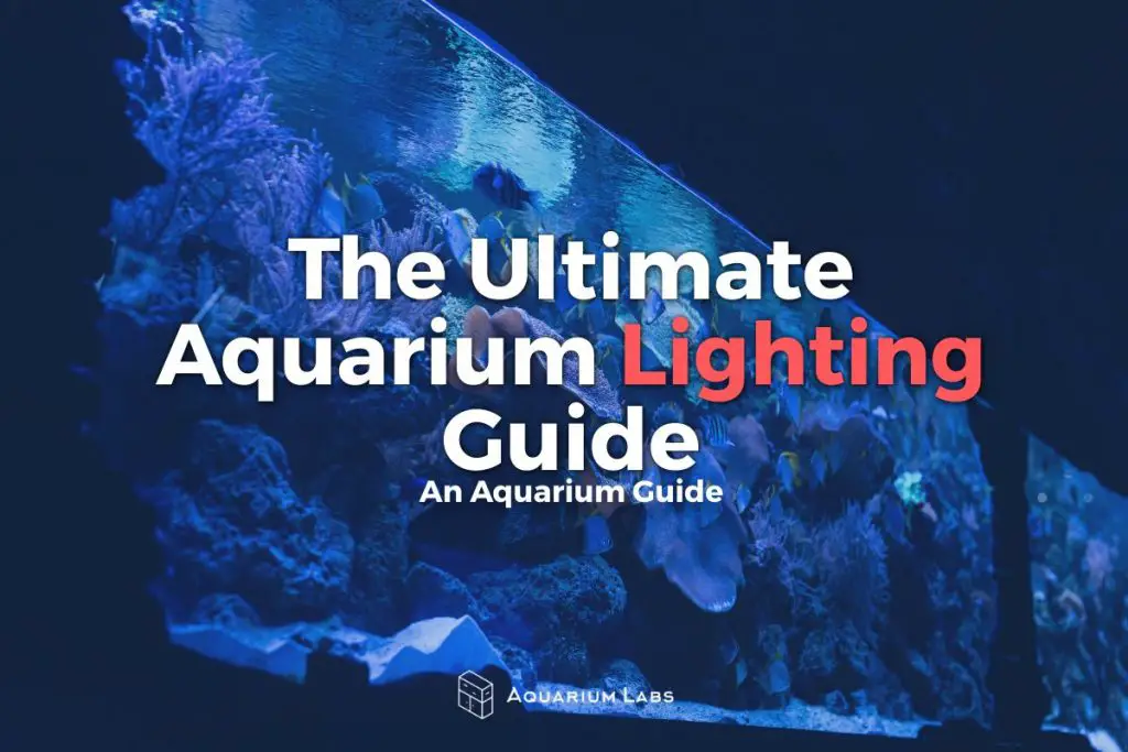 Aquarium Lighting Guide - Featured Image