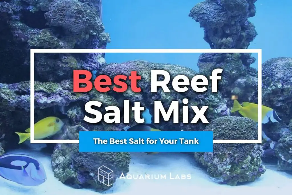 best reef salt