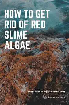 get rid of red slime on live rok