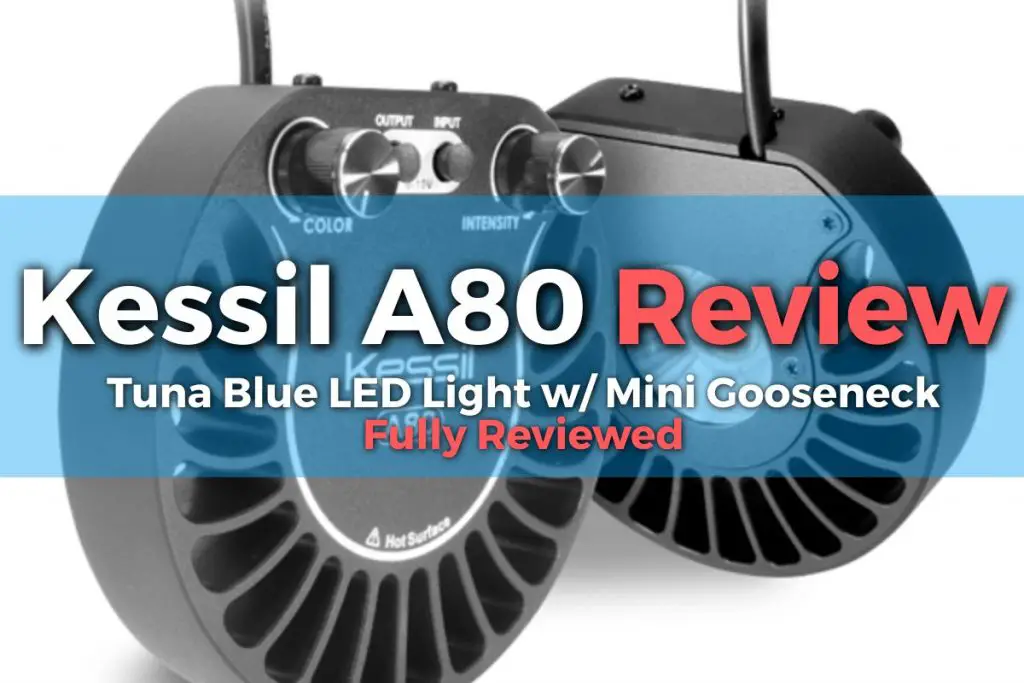 Kessil A80 Review Tuna Blue LED Light w/ Mini Gooseneck Fully Reviewed ...