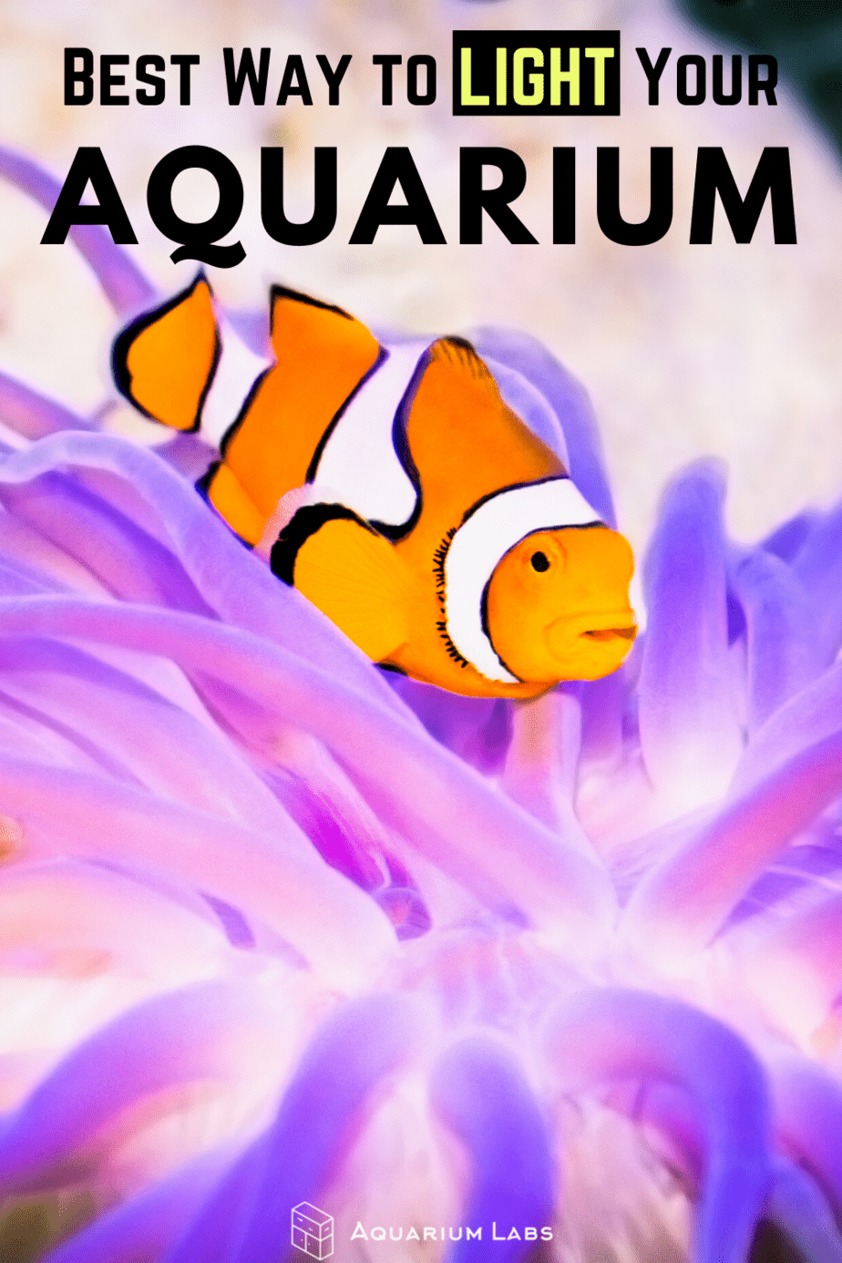 best way to light your aquarium