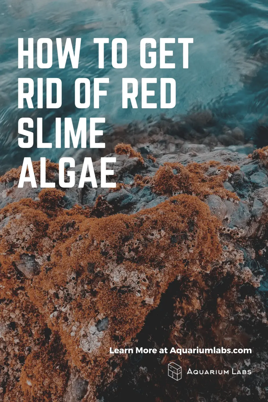 how to get rid of red slime algae