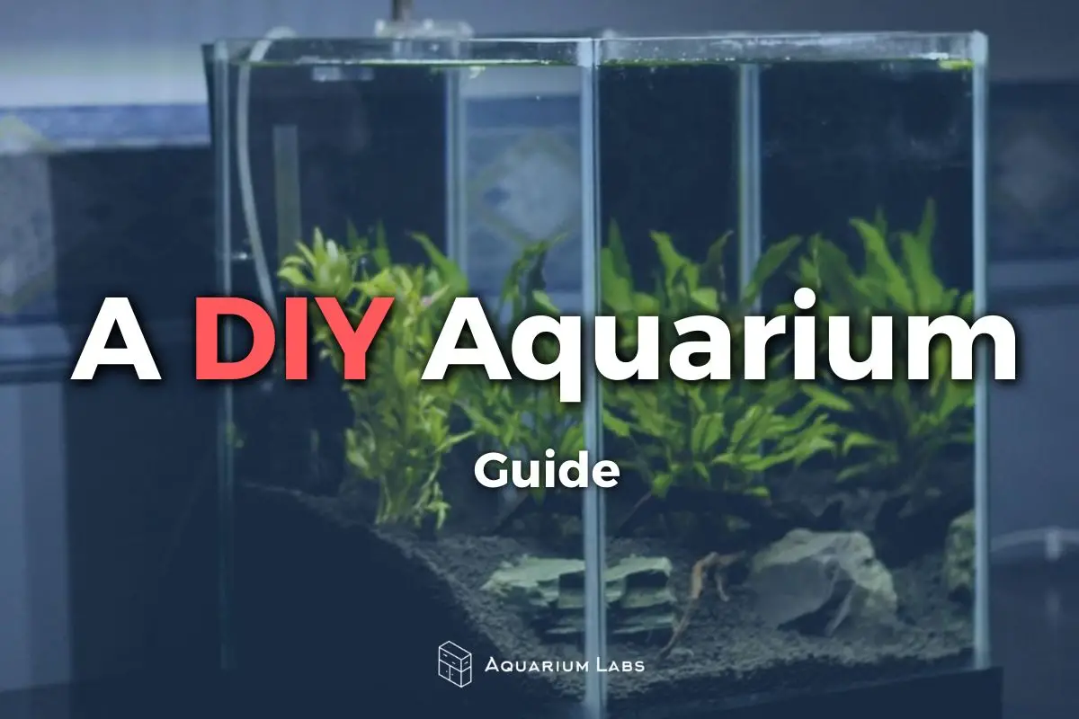 DIY-Aquarium-Featured-Image