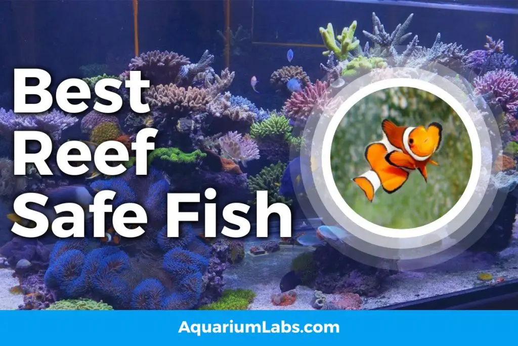 15 Best Reef Safe Fish for Saltwater Aquariums Aquarium Labs