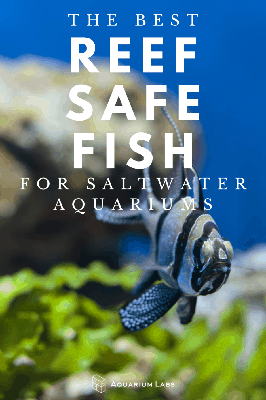 Best Reef Safe Fish