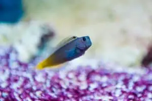Ecsenius bicolor - Flame tail blenny - saltwater fish