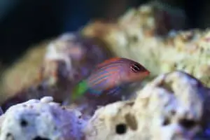 six line wrasse in the coral reef