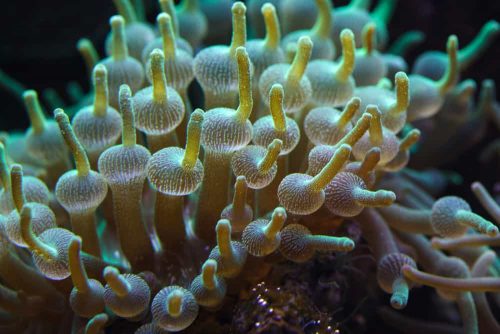 Bubble Tip Anemone Care