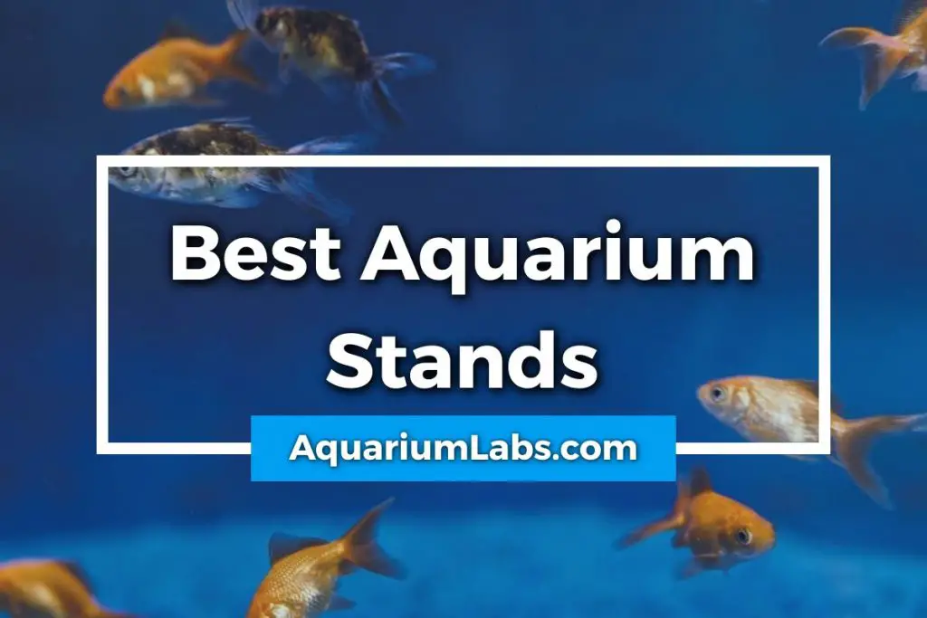 Best Aquarium Stands Featured Image