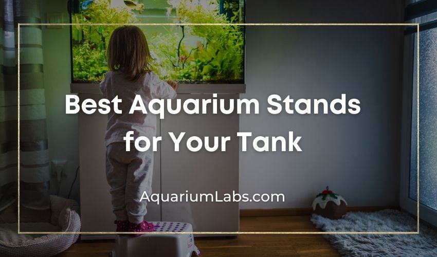 Best Aquarium Stands Featured Image