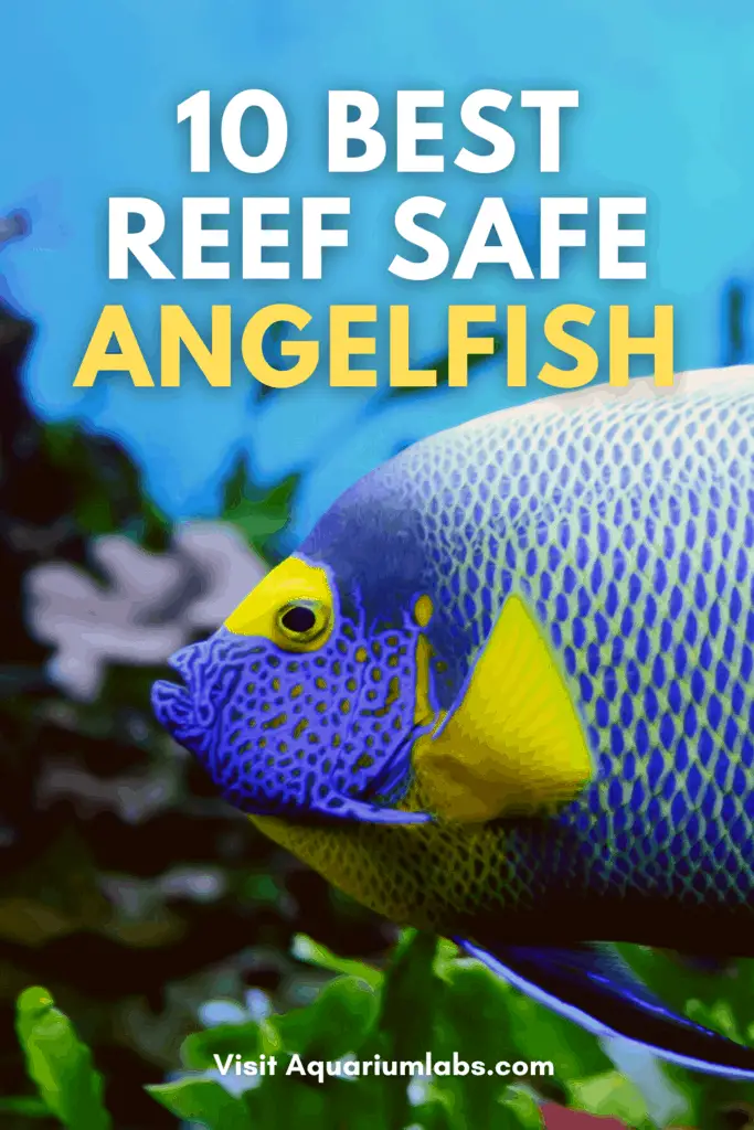 Best Reef Safe Angelfish - Pinterest Share Image