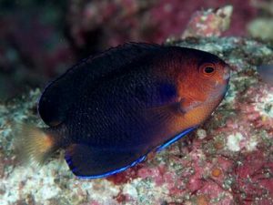 13 Best Reef Safe Angelfish for Your Reef Tank Guide