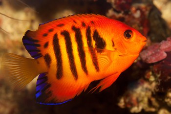 angelfish species