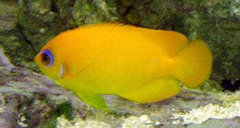 lemonpeel angel fish reef safe