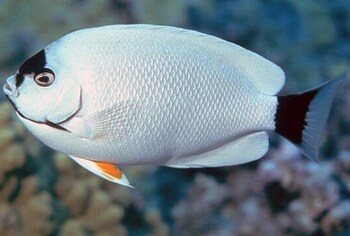 beautiful fish for reef aquariums