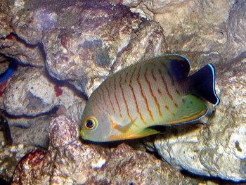 indian ocean mixed reef