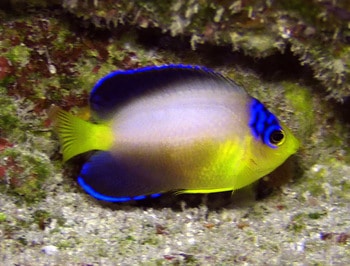 reef safe fish