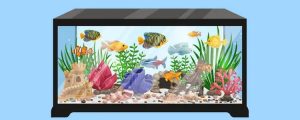 How to Set Up a Saltwater Aquarium Ultimate Guide