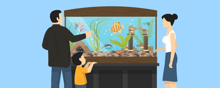 saltwater aquarium hobby