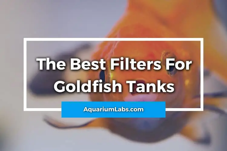 Best Filter for Goldfish Featured Image