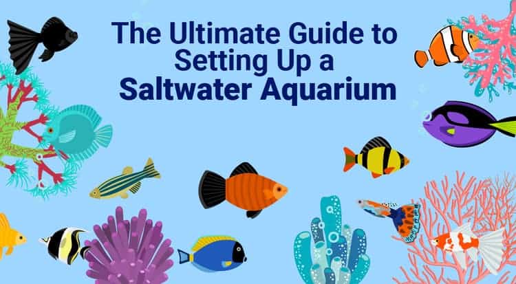 how to set up a saltwater aquarium