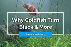 why is my goldfish turn black
