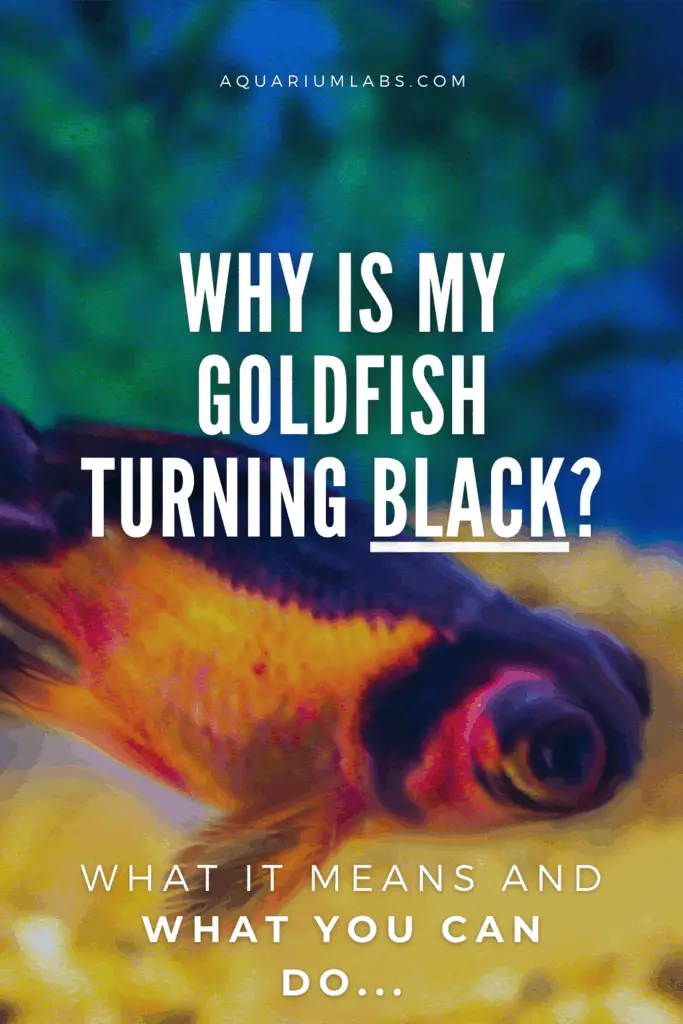 Why Is My Goldfish Turning Black - Pinterest Share Image