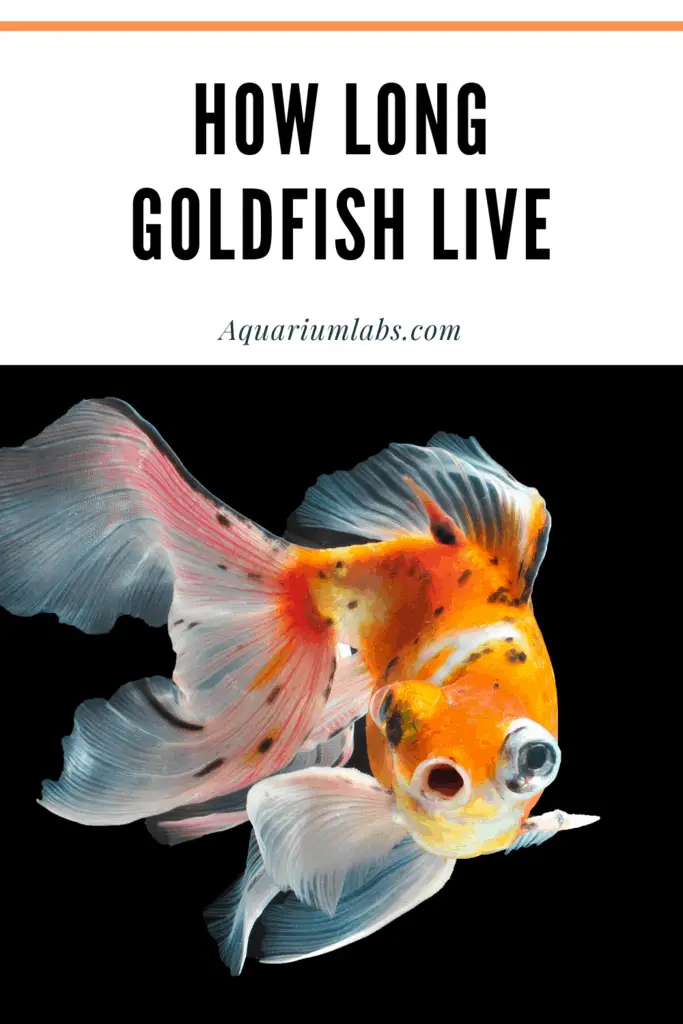 How Long Do Goldfish Live? A LifeSpan Guide to Caring for Goldfish