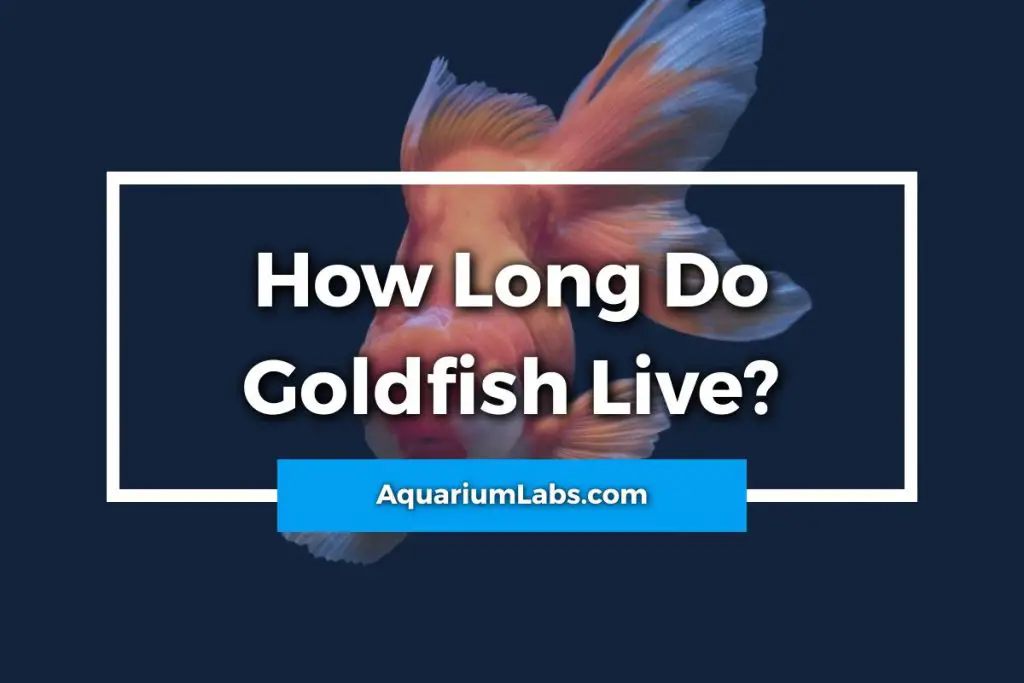 How Long Do Goldfish Live? A LifeSpan Guide to Caring for Goldfish