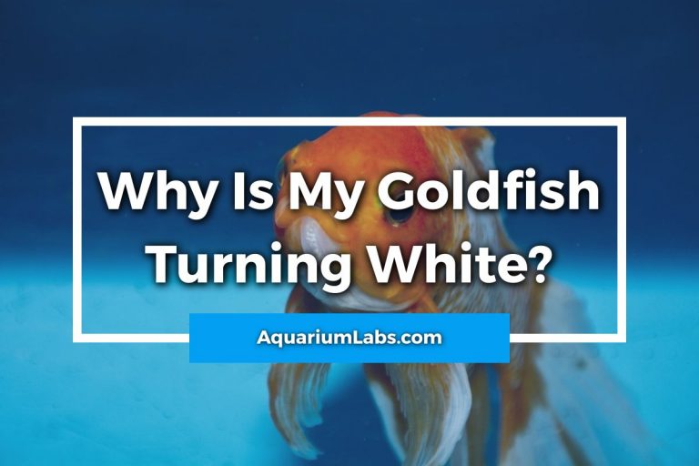 Why Is My Goldfish Turning White? Is It Normal or Serious? Aquarium Labs