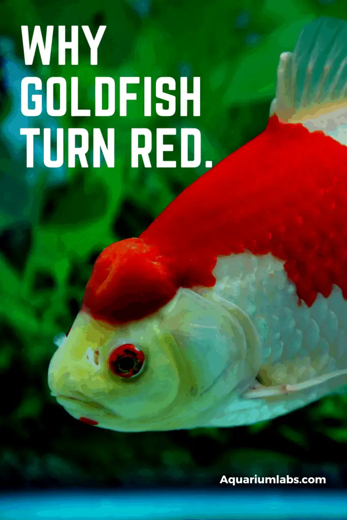 Why Is My Goldfish Turning Red? | Aquarium Labs