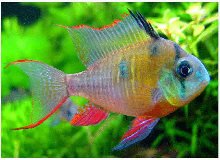 A Dwarf Bolivian Ram Cichlid