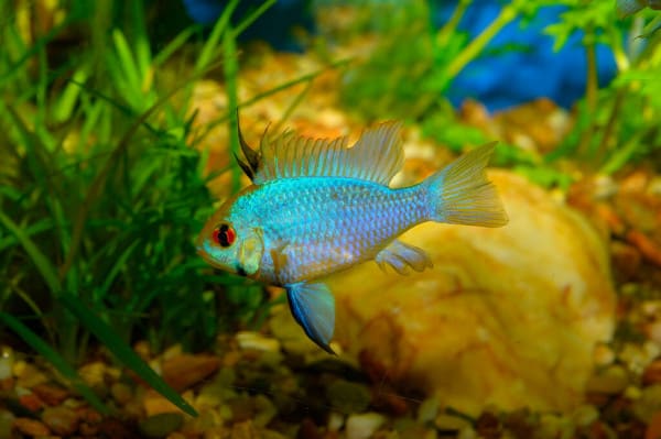 electric blue rams