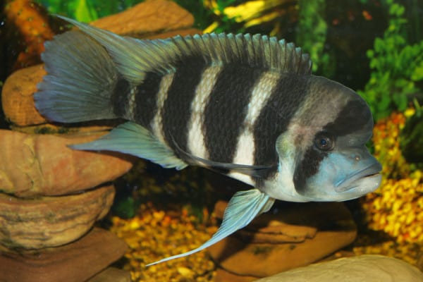 Frontosa cichlid outlet care