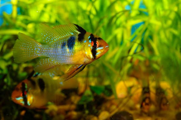 german blue ram cichlid