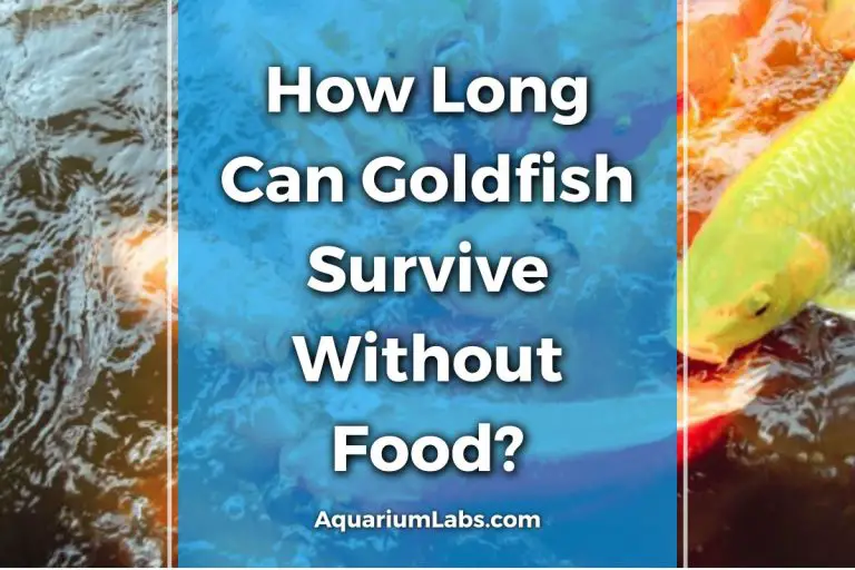 How Long Can Goldfish Survive Without Food? Aquarium Labs