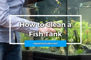 how to clean fish tank