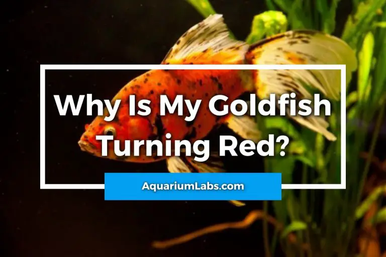 Why Is My Goldfish Turning Red? Aquarium Labs