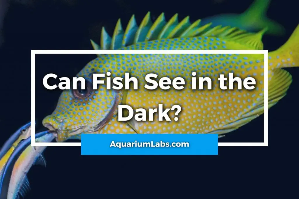 Can Fish See in the Dark [Fish Vision Shocking Answer]