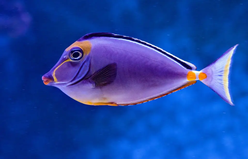 Do Fish Have Backbones? | Aquarium Labs