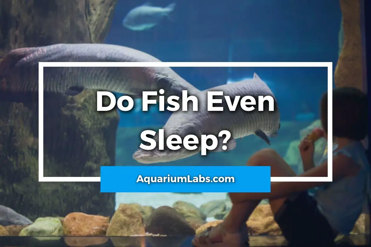 Do-Fish-Sleep-Featured-Image